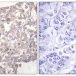 Merck Anti-Tubulin gamma, C-Terminal antibody produced in rabbit