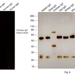 Thermo Fisher Scientific Goat anti-Chicken IgY (H+L) Secondary Antibody, Alexa Fluor 555