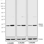 Thermo Fisher Scientific Goat anti-Rabbit IgG (H+L) Cross-Adsorbed Secondary Antibody, Biotin