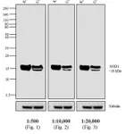 Thermo Fisher Scientific Goat anti-Mouse IgG Fc Secondary Antibody, Biotin