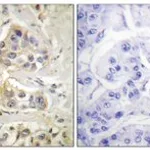 Merck ANTI-AHR ANTIBODY PRODUCED IN RABBIT