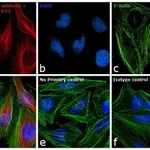 Thermo Fisher Scientific Goat anti-Rabbit IgG (H+L) Secondary Antibody, DyLight 633