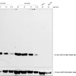 Thermo Fisher Scientific Rabbit anti-Mouse IgG (H+L) Secondary Antibody, HRP