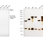 Thermo Fisher Scientific Mouse anti-Human IgE Secondary Antibody