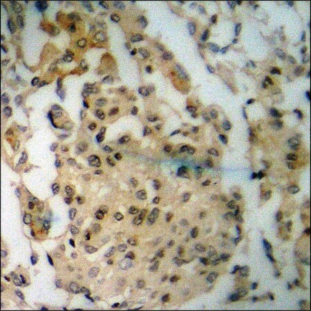 Merck Anti-phospho-NMDAR2B (pTyr1336) antibody produced in rabbit