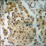 Merck Anti-phospho-NMDAR2B (pTyr1336) antibody produced in rabbit
