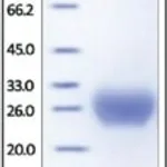 Merck FC-GAMMA-RIIB/CD32B,HUMAN