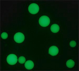 Merck ANTI-HUMAN IGG1−FITC ANTIBODY, MOUSE MO&