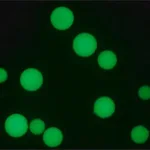 Merck ANTI-HUMAN IGG1−FITC ANTIBODY, MOUSE MO&