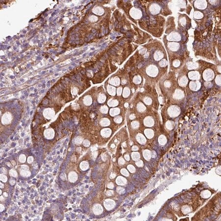 Merck Anti-BTN2A2 antibody produced in rabbit