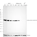 Thermo Fisher Scientific Mouse anti-Rat Kappa Light Chain Secondary Antibody, Biotin