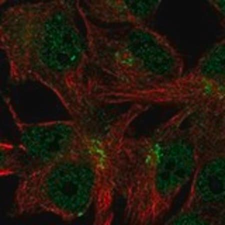 Merck Anti-C11ORF24 antibody produced in rabbit
