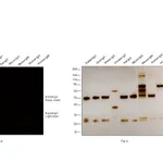 Thermo Fisher Scientific Donkey anti-Rabbit IgG (H+L) Highly Cross-Adsorbed Secondary Antibody, Alexa Fluor 680