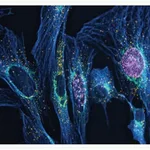 Thermo Fisher Scientific Goat anti-Mouse IgG (H+L) Highly Cross-Adsorbed Secondary Antibody, Alexa Fluor 350