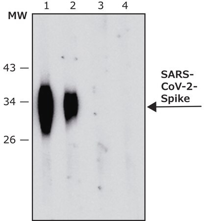 Merck Anti-SARS-COV-2-Spike-RBD region antibody, Mouse monoclonal