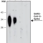 Merck Anti-SARS-COV-2-Spike-RBD region antibody, Mouse monoclonal