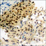 Merck Anti-phospho-Caspase 8 (pTyr380) antibody produced in rabbit