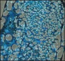 Merck CHONDROMAX DIFFERENTIATION MEDIUM