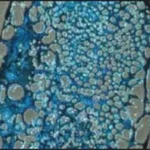 Merck CHONDROMAX DIFFERENTIATION MEDIUM