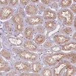 Merck Anti-NTN4 antibody produced in rabbit