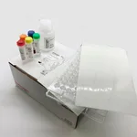 Thermo Fisher Scientific EnzChek Paraoxonase Assay Kit