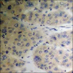 Merck Anti-phospho-TIP60 (pSer86) antibody produced in rabbit