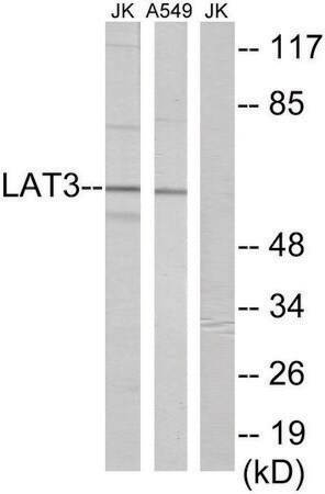 Merck Anti-LAT3 antibody produced in rabbit