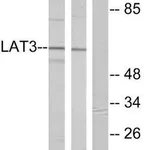 Merck Anti-LAT3 antibody produced in rabbit