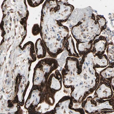 Merck Anti-FNDC3A antibody produced in rabbit