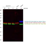 Thermo Fisher Scientific Goat anti-Mouse IgM (Heavy chain) Cross-Adsorbed Secondary Antibody, Alexa Fluor 633