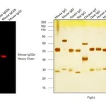 Thermo Fisher Scientific Goat anti-Mouse IgG2b Secondary Antibody, Alexa Fluor 633