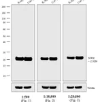 Thermo Fisher Scientific Donkey anti-Mouse IgG (H+L) Secondary Antibody, Biotin