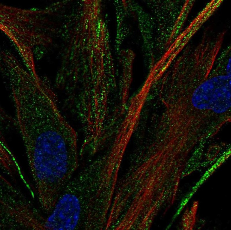 Atlas Antibodies Anti-OR2C3 Antibody