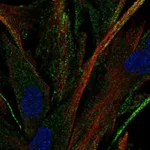 Atlas Antibodies Anti-OR2C3 Antibody