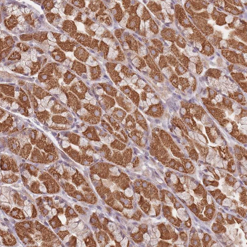 Atlas Antibodies Anti-OR2M4 Antibody