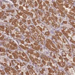 Atlas Antibodies Anti-OR2M4 Antibody