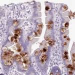 Atlas Antibodies Anti-OR2T10 Antibody
