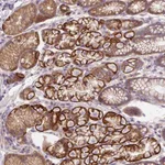 Atlas Antibodies Anti-OR4K15 Antibody