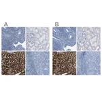 Merck Anti-ASGR1 antibody produced in rabbit