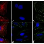 Thermo Fisher Scientific Chicken anti-Rabbit IgG (H+L) Cross-Adsorbed Secondary Antibody, TRITC