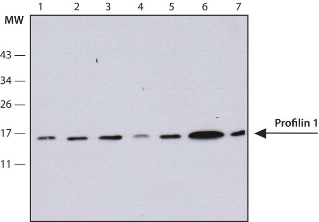 Merck Anti-Profilin 1 antibody, Mouse monoclonal