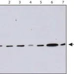 Merck Anti-Profilin 1 antibody, Mouse monoclonal