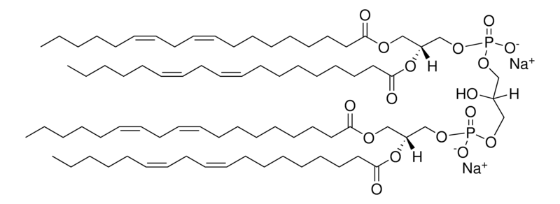 Merck Heart CA