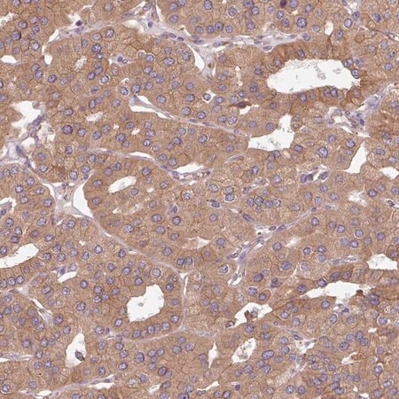 Merck Anti-FAT4 antibody produced in rabbit