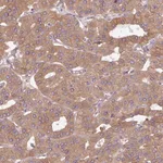 Merck Anti-FAT4 antibody produced in rabbit