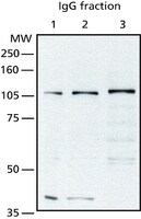 Merck ANTI-OGINAC TRANSFERASE (OGT) (TI-14)
