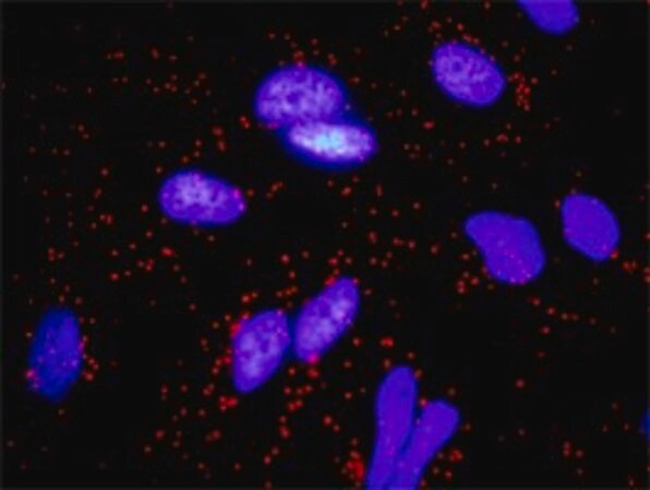 Merck Monoclonal Anti-FGF10 antibody produced in mouse