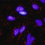 Merck Monoclonal Anti-FGF10 antibody produced in mouse