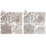 Merck ANTI-SUN1 antibody produced in rabbit