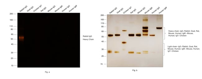 Thermo Fisher Scientific F(ab`)2-Goat anti-Rabbit IgG (H+L) Secondary Antibody, Qdot 605